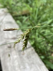 Carex castanea