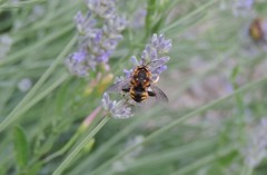Anthidium florentinum