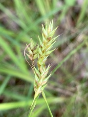 Carex castanea