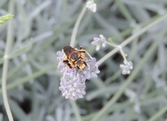 Anthidium florentinum