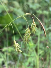 Carex castanea