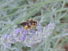 Anthidium florentinum