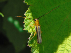Oberea tripunctata