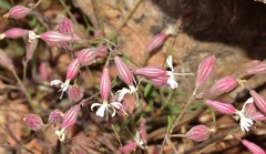 Silene germana