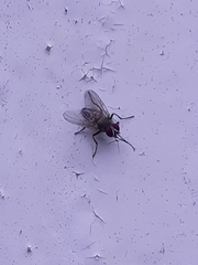 Diptera