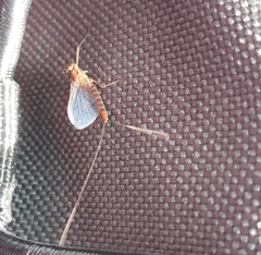 Rhithrogena semicolorata