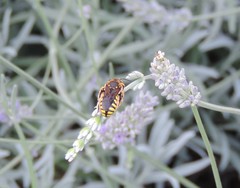 Anthidium florentinum