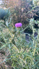 Cirsium vulgare