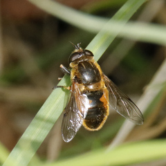 Helophilus lapponicus