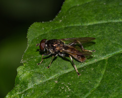 Xylota subfasciata