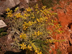 Phlomis lychnitis