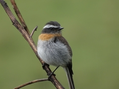 Ochthoeca rufipectoralis