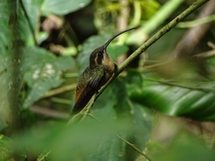 Phaethornis syrmatophorus