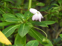 Impatiens sodenii image