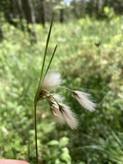 Eriophorum viridicarinatum