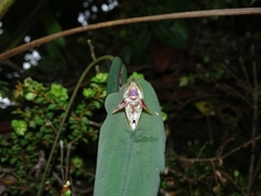 Pleurothallis ripleyi