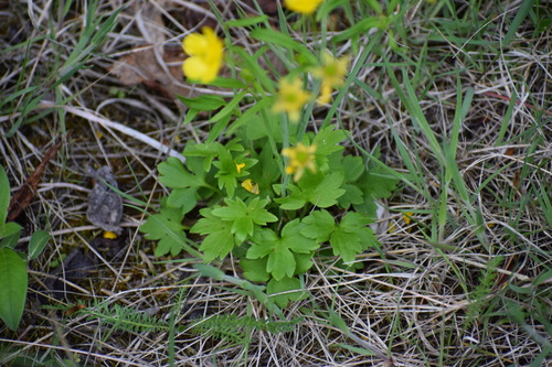 Image of Ranunculus turneri by (c) Syd Cannings, some rights reserved (CC BY)