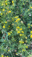 Medicago falcata