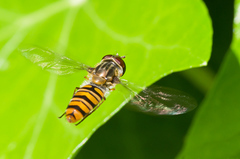 Episyrphus balteatus