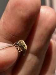 Turbopsebius diligens