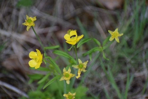 Turner's Buttercup (Ranunculus turneri)
