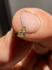 Turbopsebius diligens