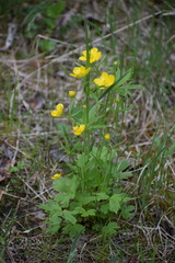 Ranunculus turneri