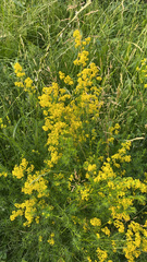 Galium verum