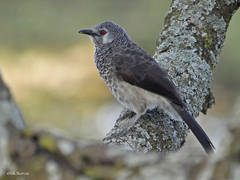 Turdoides leucopygia