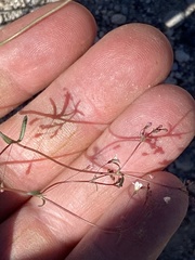 Oxytheca dendroidea dendroidea