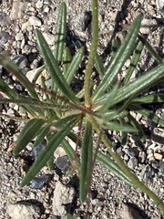 Oxytheca dendroidea dendroidea