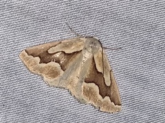 Sabulodes edwardsata