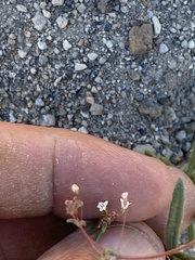 Oxytheca dendroidea dendroidea