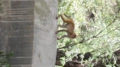 Macaca mulatta