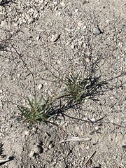 Oxytheca dendroidea dendroidea