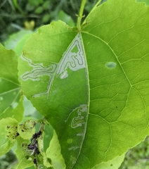 Phyllocnistis labyrinthella