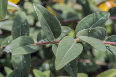 Hypericum × hidcoteense