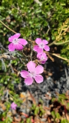 Dianthus cintranus