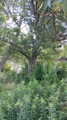 Fraxinus profunda