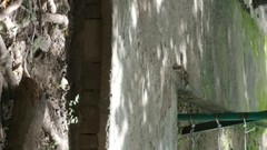 Funambulus pennantii