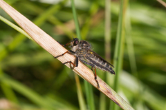 Pamponerus germanicus