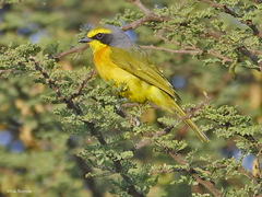 Telophorus sulfureopectus