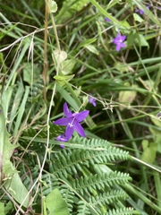 Campanula rapunculus