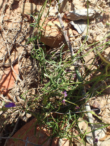 Image of Heliophila suavissima by (c) Nicola van Berkel, some rights reserved (CC BY-SA)