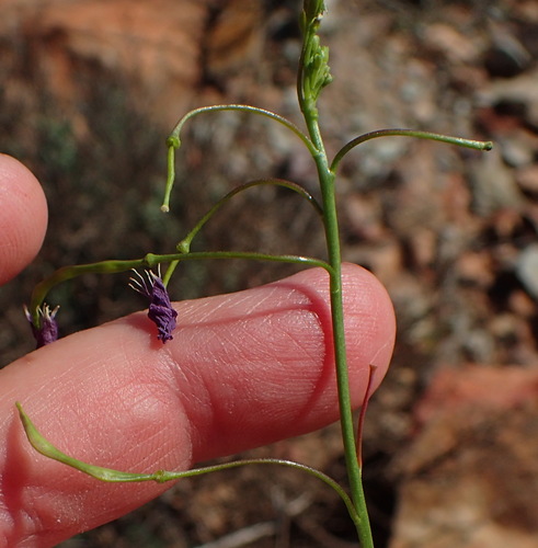 Image of Heliophila suavissima by (c) Nicola van Berkel, some rights reserved (CC BY-SA)