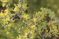 Condalia correllii