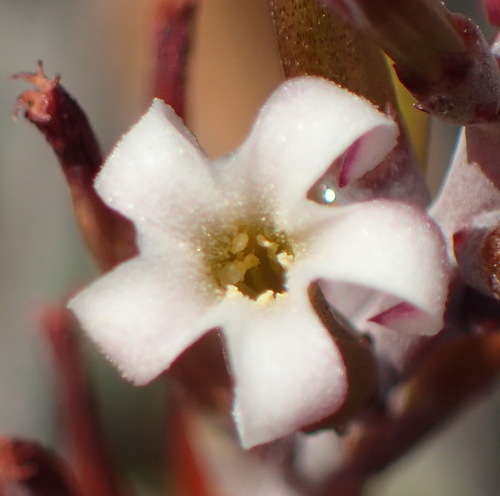 Adromischus triflorus (Adromischus triflorus)