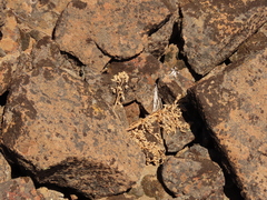 Lomatium minus