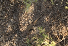 Aspidoscelis marmoratus