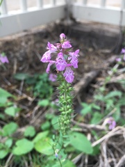 Stachys drummondii